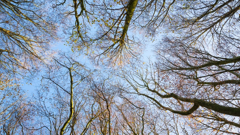 Woodland trees in winter at Haresfield Beacon and Standish Wood in Gloucestershire